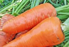 Среднеспелые и поздние сорта моркови для зимнего хранения