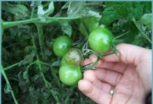 Фитофтора на помидорах, что делать и как спасти урожай
