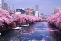 Цветение сакуры – волшебство японской весны Как называется период цветения сакуры