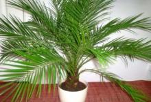 Выращивание финиковой пальмы из косточки, уход домашних условиях