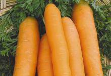 Лучшие сорта моркови с фото и описанием