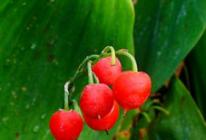 Ядовитые ягоды: фото и названия Фиолетовая ягода как называется в саду растет
