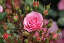 Правильный уход за садовыми розами в разное время года