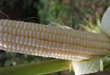 Самые лучшие сорта кукурузы Низкорослые сорта кукурузы