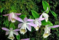 Орхидеи Какая главная характеристика орхидей 4 лепестка